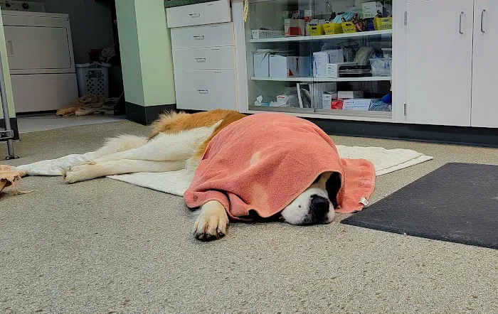 Southern Hills Veterinary Hospital Picture 8