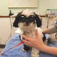 Southern Hills Veterinary Hospital ico