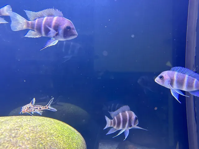 MC Aquatics - Englewood Picture 3