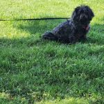 Urgent Veterinary Care