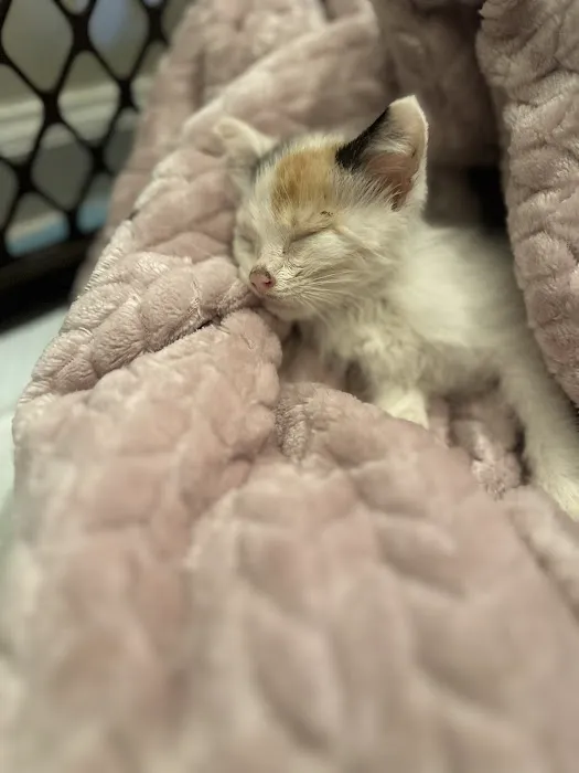 Urgent Veterinary Care Picture 7