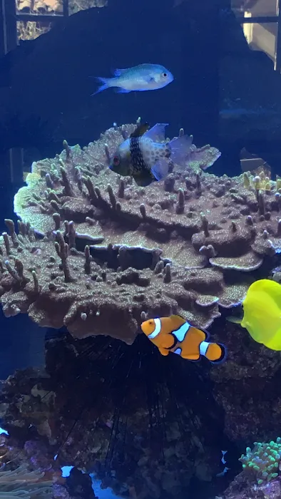 GREAT BARRIER REEF Picture 10