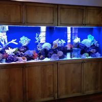 GREAT BARRIER REEF ico