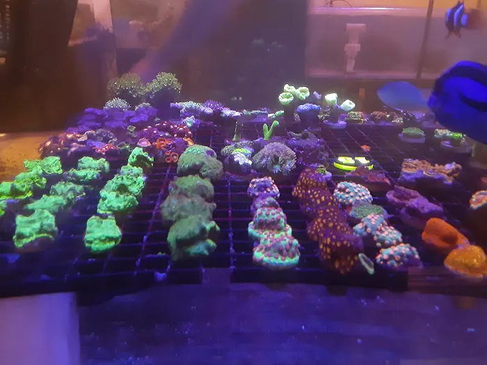 Aqua Culture Picture 7