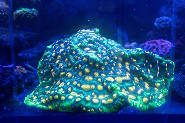 Aqua Culture Picture 5