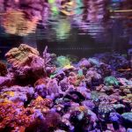 Aqua Culture
