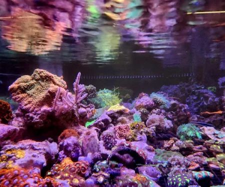 Aqua Culture