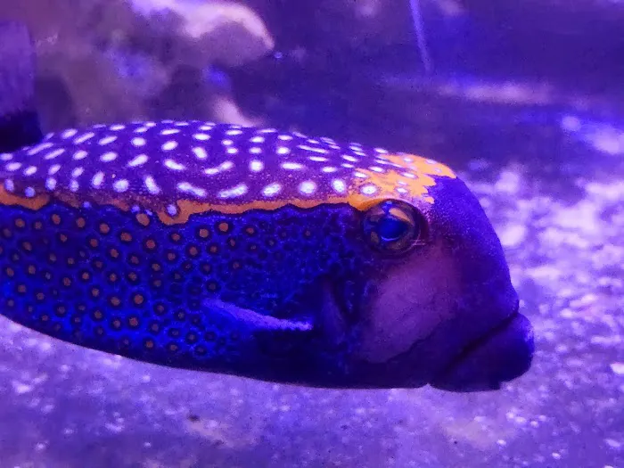 Aqua Culture Picture 8
