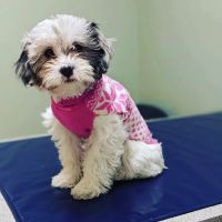 Brookside Veterinary Clinic ico