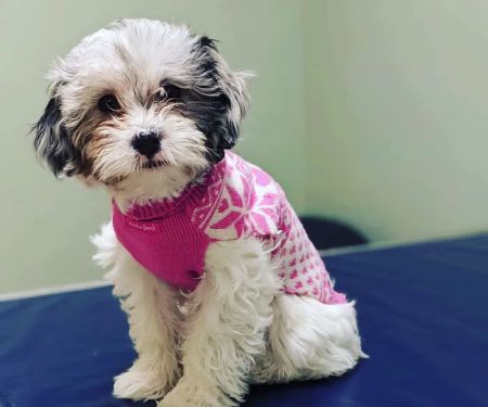 Brookside Veterinary Clinic