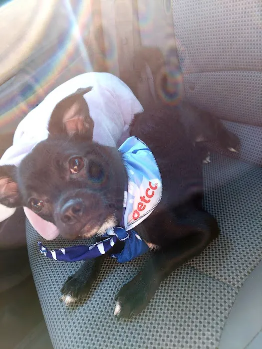 Vetco Vaccination Clinic Picture 3