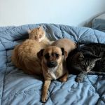 Spring Port Vet Services