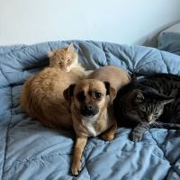Spring Port Vet Services ico