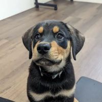 Chestnut Ridge Animal Clinic ico