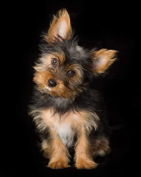 Nichols Veterinary Hospital Picture 1