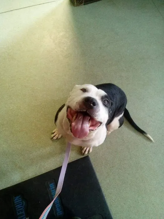 Nichols Veterinary Hospital Picture 2