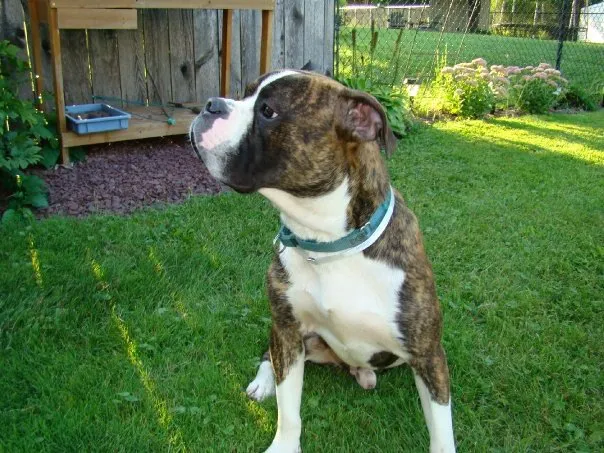 Animal Wellness of Skaneateles Picture 8