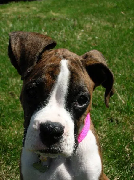 Animal Wellness of Skaneateles Picture 1