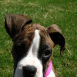Animal Wellness of Skaneateles