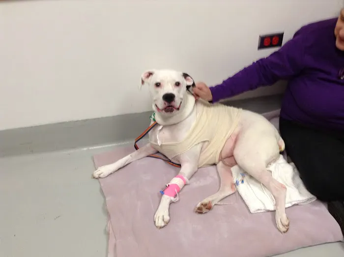 Animal Wellness of Skaneateles Picture 2