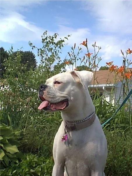 Animal Wellness of Skaneateles Picture 4