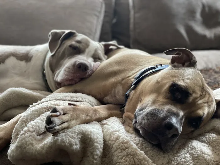 Animal Wellness of Skaneateles Picture 5
