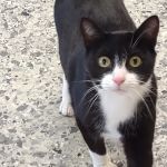 Johnstown Animal Clinic