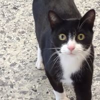 Johnstown Animal Clinic ico