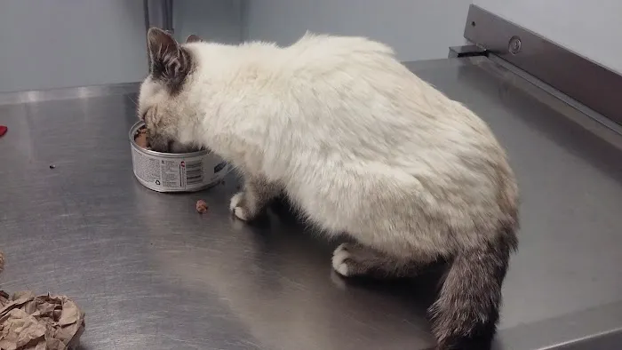 Johnstown Animal Clinic Picture 4