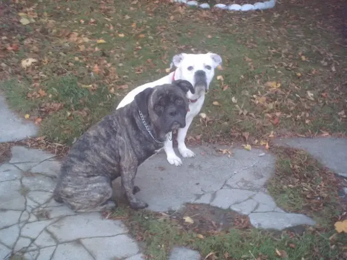 Johnstown Animal Clinic Picture 3