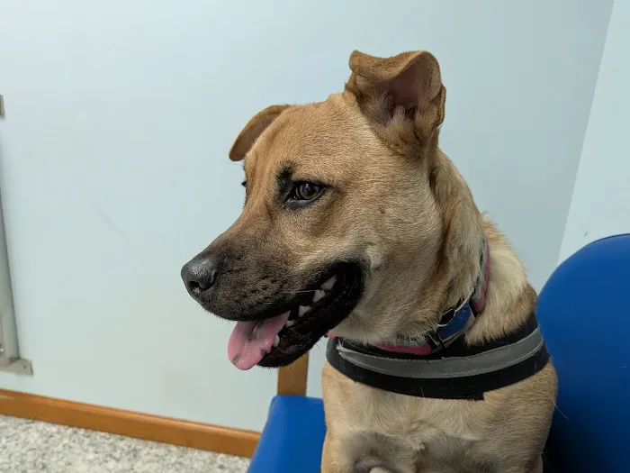 Johnstown Animal Clinic Picture 8