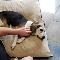 Glove Cities Veterinary Hospital ico