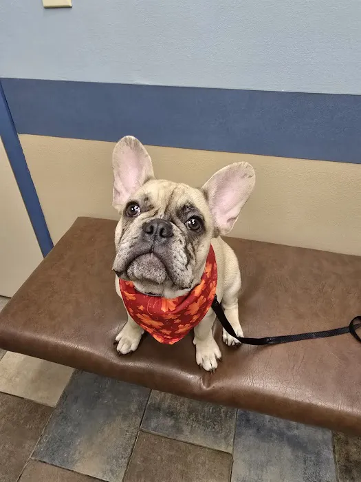 Glove Cities Veterinary Hospital Picture 4