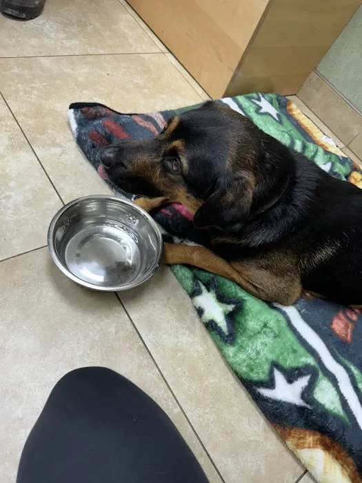Animal Medical Center Picture 1