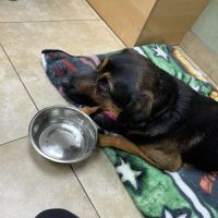 Animal Medical Center ico