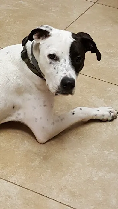 Animal Medical Center Picture 2