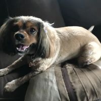 Country Valley Veterinary Clinic ico