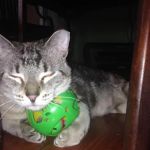 PetVet Vaccination Clinic