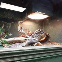 Scales 'N Tails Boulder ico