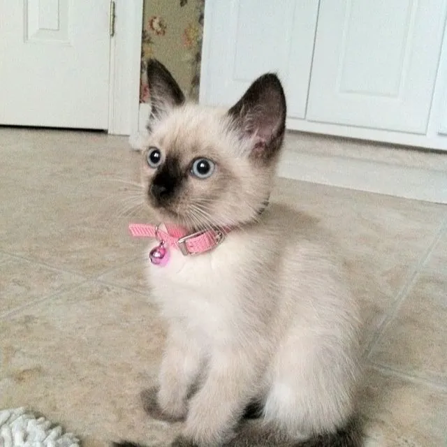 Astra Siam Siamese Kittens CFF and TICA registration Picture 6