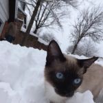 Astra Siam Siamese Kittens CFF and TICA registration