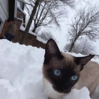 Astra Siam Siamese Kittens CFF and TICA registration ico