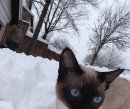 Astra Siam Siamese Kittens CFF and TICA registration