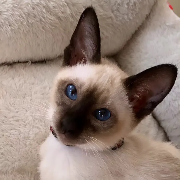 Astra Siam Siamese Kittens CFF and TICA registration Picture 7
