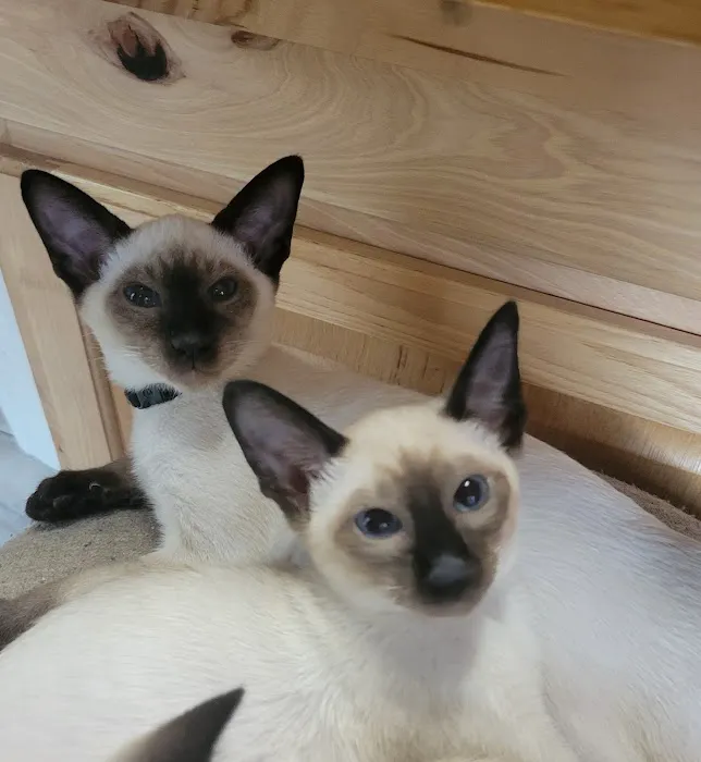 Astra Siam Siamese Kittens CFF and TICA registration Picture 8