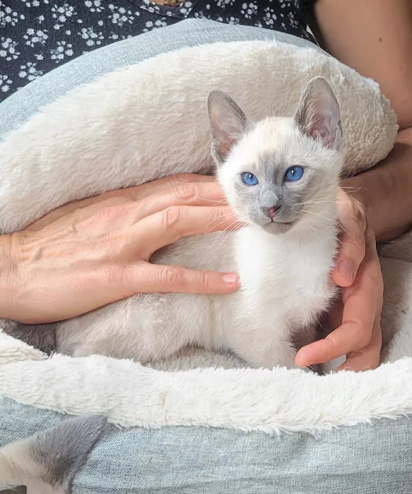 Astra Siam Siamese Kittens CFF and TICA registration Picture 9