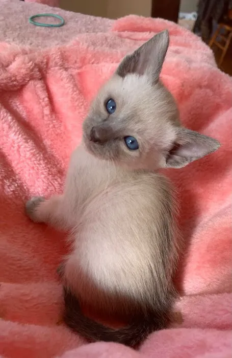 Astra Siam Siamese Kittens CFF and TICA registration Picture 10