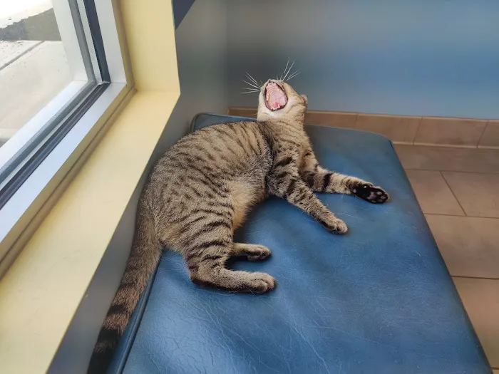 Dove Creek Animal Hospital Picture 3