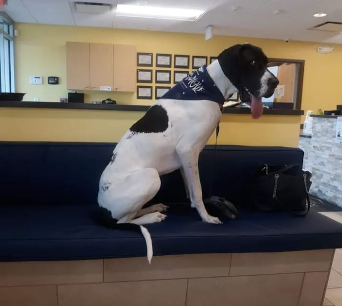 Dove Creek Animal Hospital Picture 2