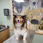 Amsterdam Animal Hospital